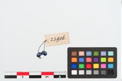 Foto von Glasringperle (NHMW-PRAE-023906)